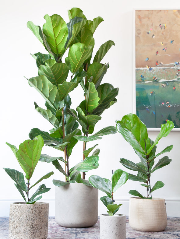 Fiddle Leaf Fig